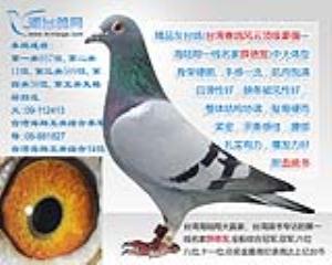 【已出售】精品灰台鸽 - 雄 - 台湾薛德發鴿舍精品种鸽