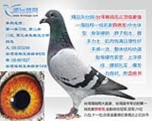 【已出售】精品灰台鸽 - 雌 - 台湾薛德發鴿舍精品种鸽