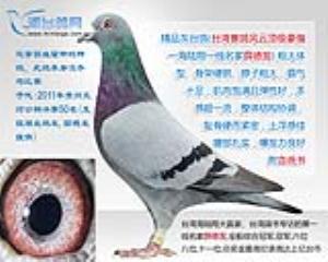 【已出售】精品灰台鸽 - 雄 - 台湾薛德發鴿舍精品种鸽