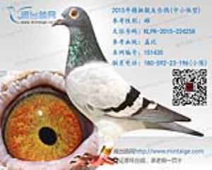 [已出售]2015年精挑靓灰盖比台鸽-雌