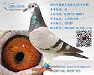 2015年精挑花头台鸽