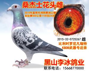 桑杰士花头雌