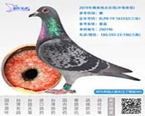 2019年精挑雨点台鸽-雌-编号200146