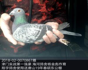 天津海河鸽舍作育。微信15931166006