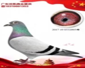 纯詹森
