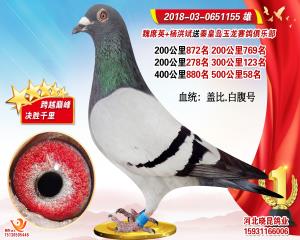 盖比白腹号  微15931166006
