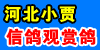 河北小贾精品信鸽观赏鸽